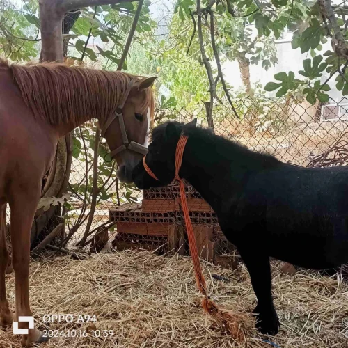 Cheval poney حصان البوني او القزم 