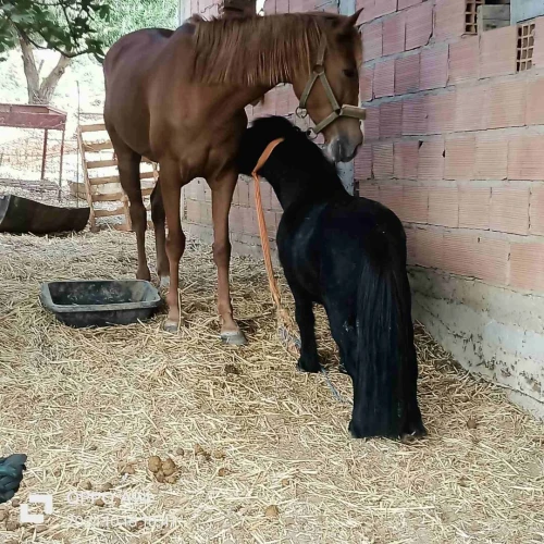 Cheval poney حصان البوني او القزم 