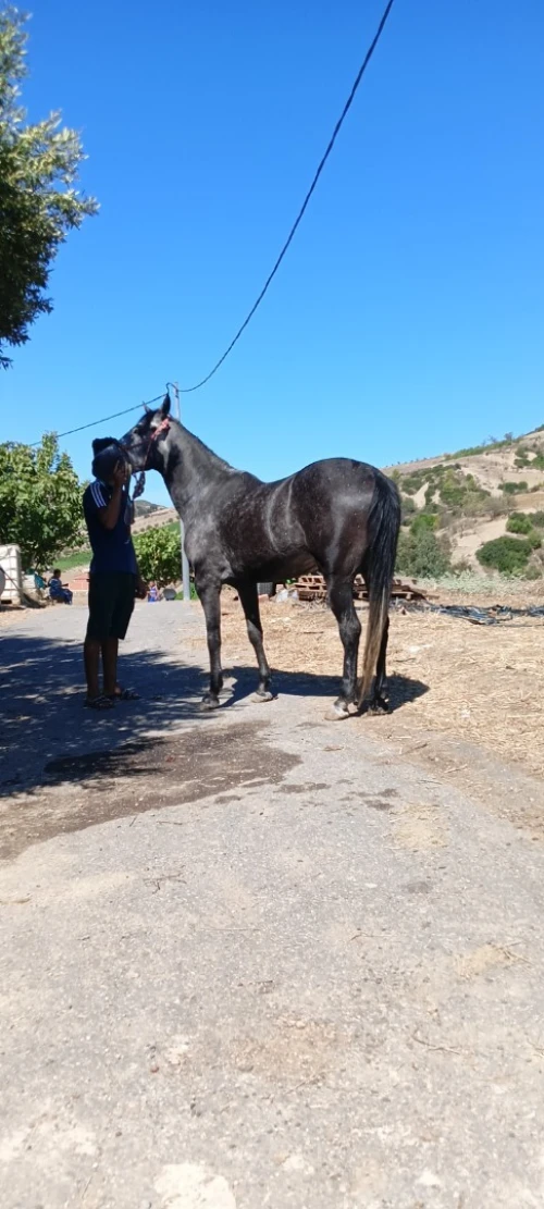Cheval حصان 