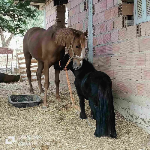 Cheval poney حصان البوني او القزم 