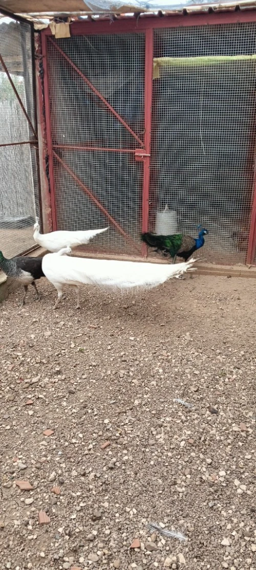 Paon blon طاووس أبيض