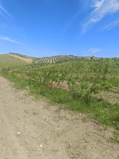 Vente Terrain Aïn Témouchent Ain kihal