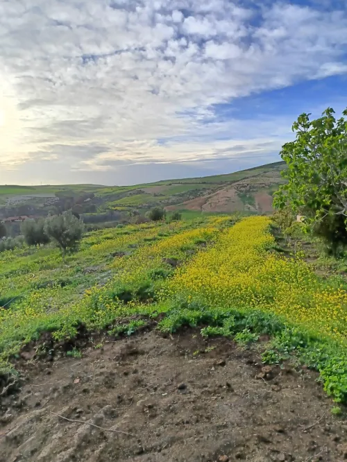 Vente Terrain Aïn Témouchent Ain kihal