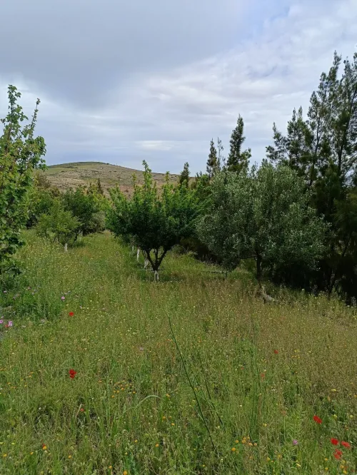 Vente Terrain Aïn Témouchent Ain kihal