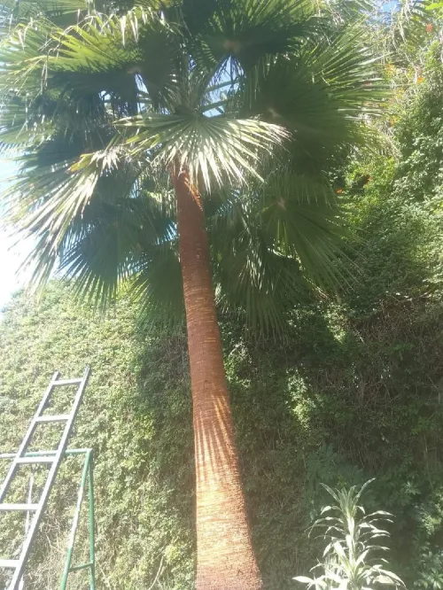 Gazon naturel عشب طبيعي 