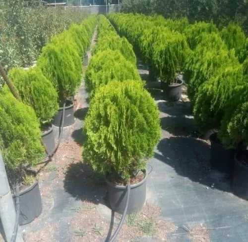 Gazon naturel عشب طبيعي 