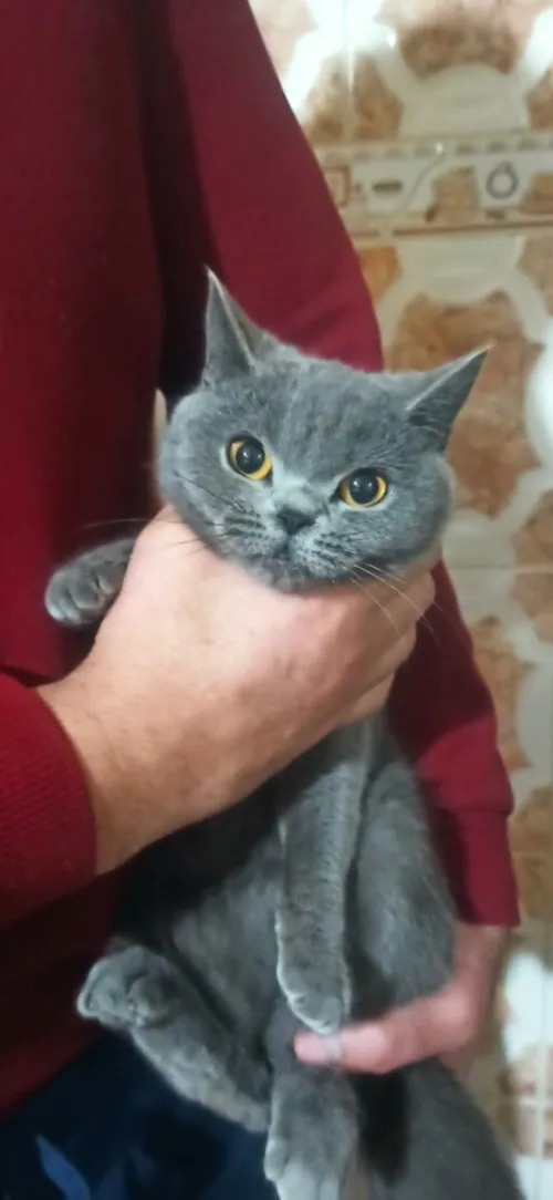 Femelle gestante agé 8 mois