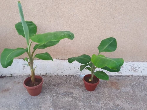 Bananier plante fruitier