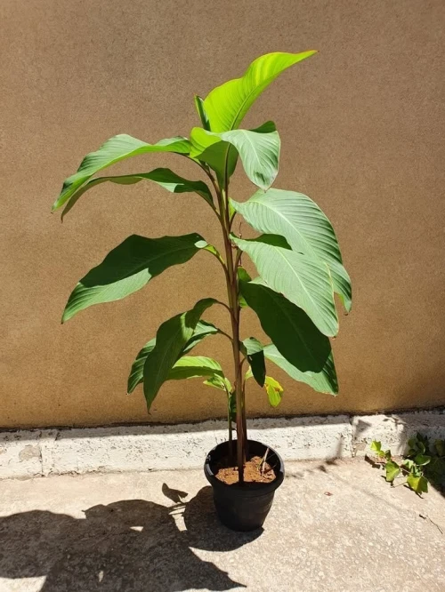 Vente plante Canna rouge