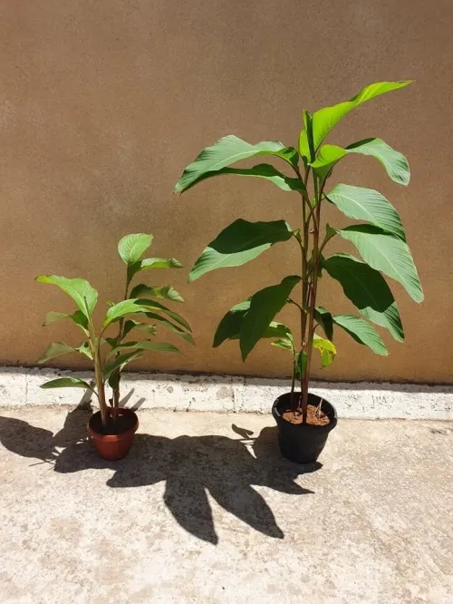 Vente plante Canna rouge