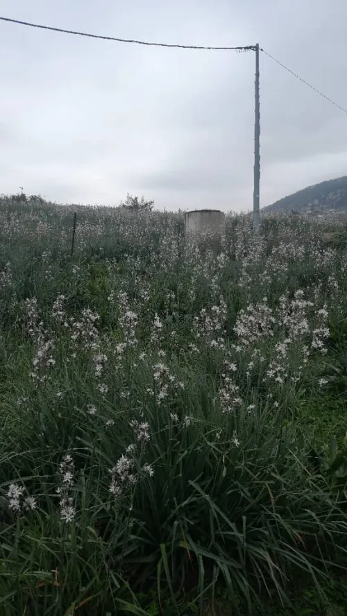 Vente Terrain Jijel Ouadjana