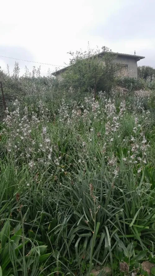 Vente Terrain Jijel Ouadjana