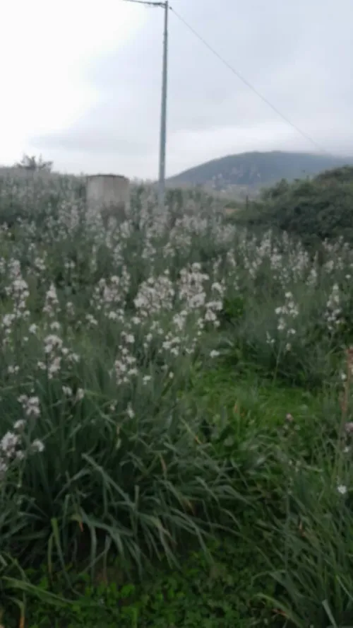 Vente Terrain Jijel Ouadjana