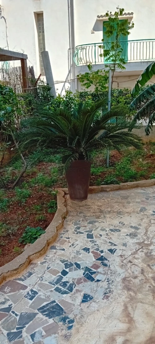 CYCAS