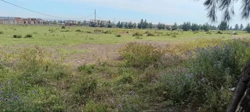 Vente Terrain Blida Boufarik