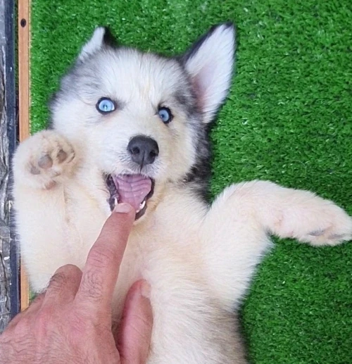 Husky