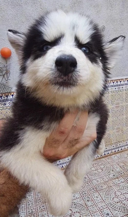 Husky