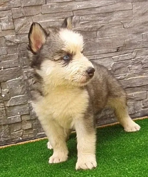 Husky