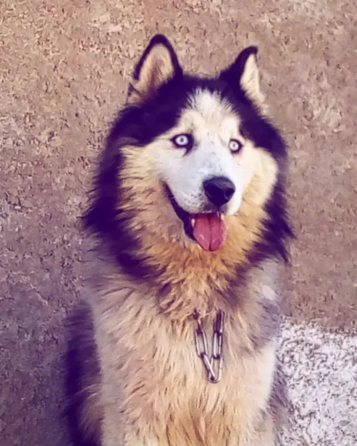 Husky