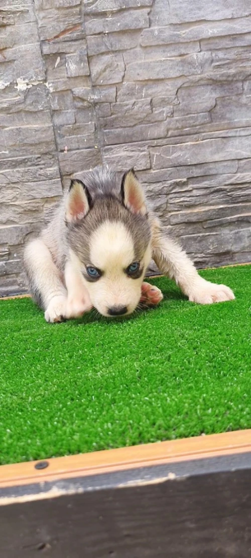 Husky