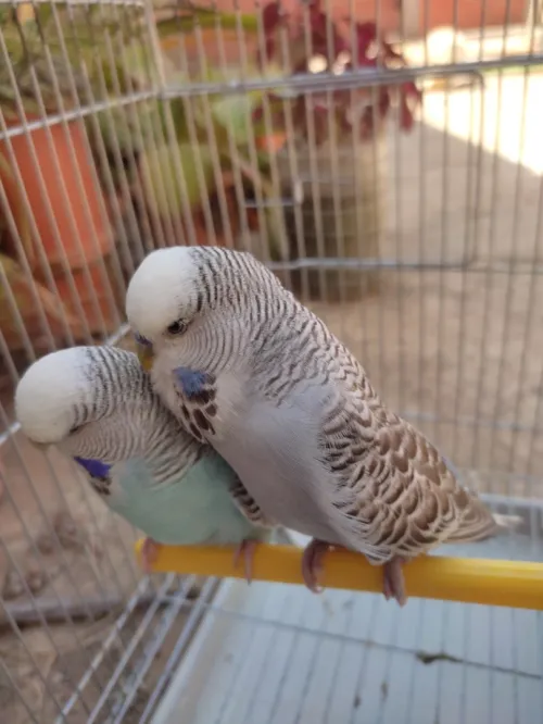 Perruche anglaise بيريش إنجليزي 