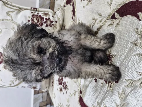 Kanich bichon femelle