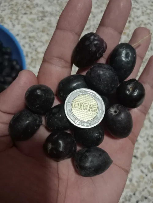 Vente Terrain Agricole Mascara Bou hanifia