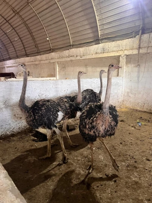 النعامة