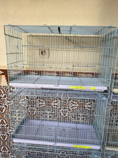 Canari