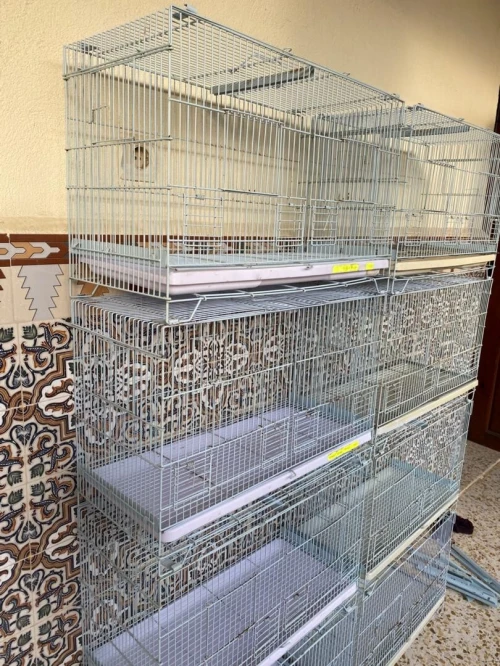Canari
