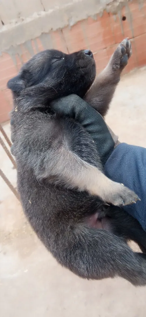Malinois Pure Sang
