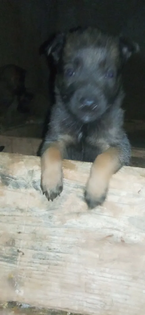 Malinois charbonnier