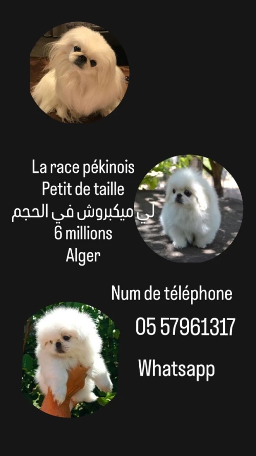 Pékinois canich petit chien بيكنوا