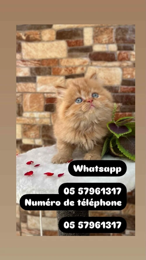 Chat persan chat scottish chat brittish