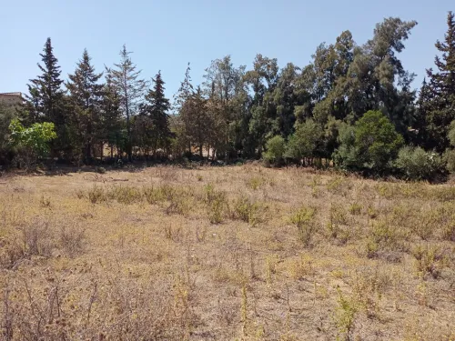 Vente Terrain Blida Ain romana