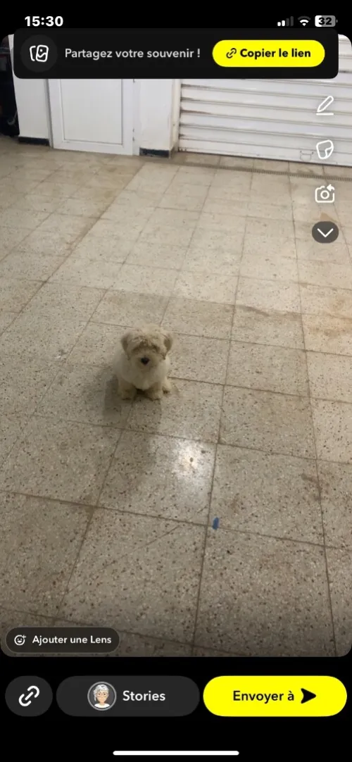 Caniche vacciner 