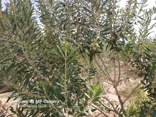 Vente Terrain Agricole Djelfa Hassi bahbah