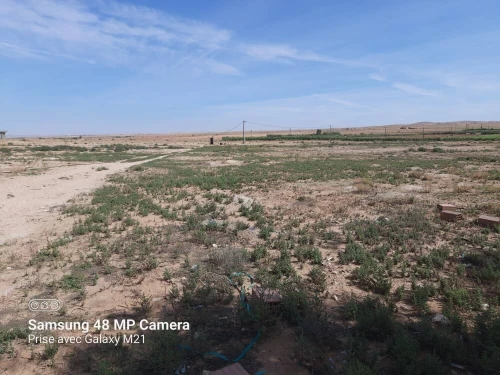 Vente Terrain Agricole Djelfa Hassi bahbah