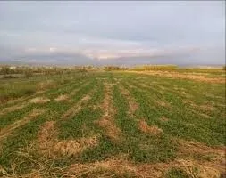 Vente Terrain Agricole Aïn Témouchent Oued berkeche