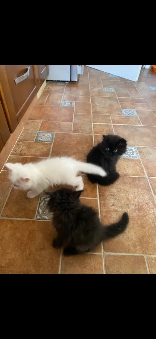 4 chatons persans très propres 