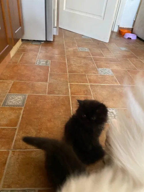 4 chatons persans très propres 