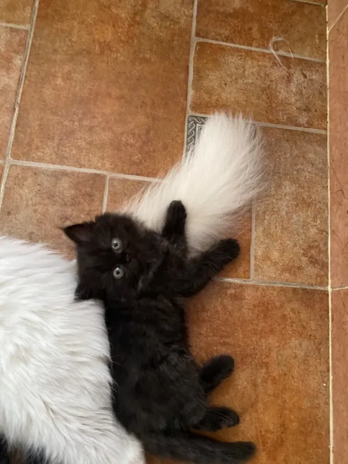 4 chatons persans très propres 