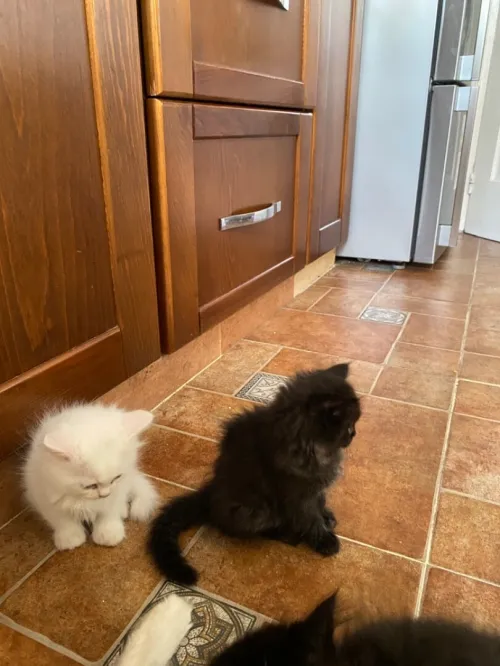 4 chatons persans très propres 