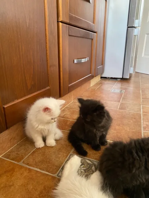 4 chatons persans très propres 