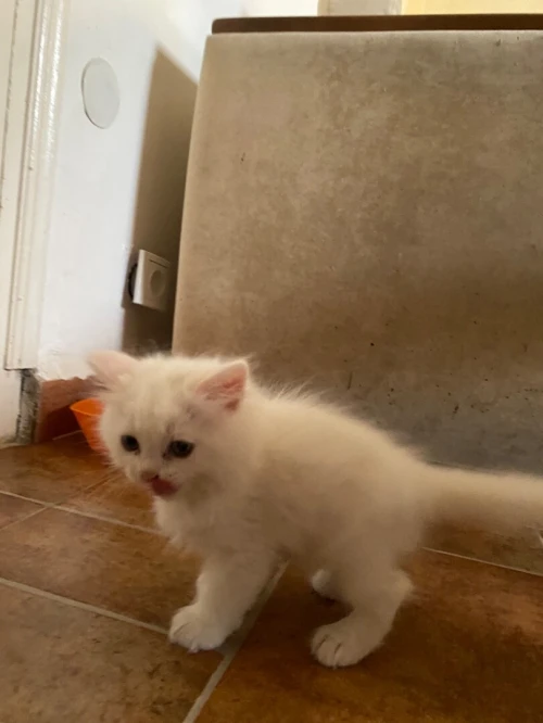 4 chatons persans très propres 