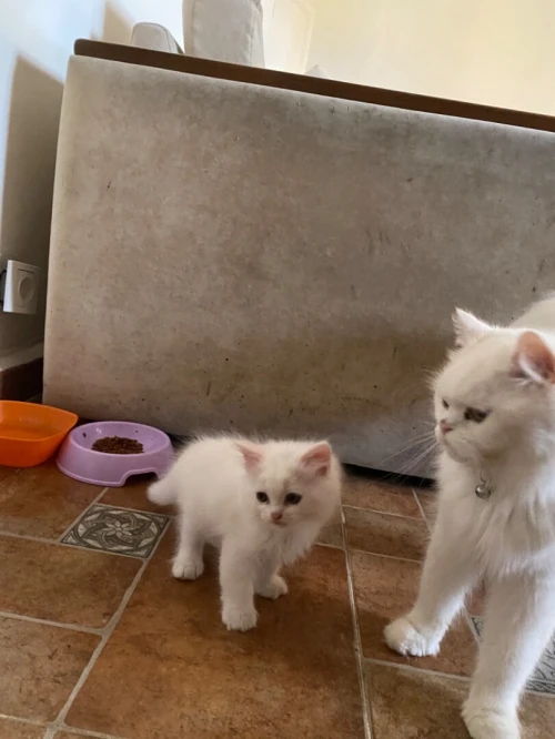 4 chatons persans très propres 