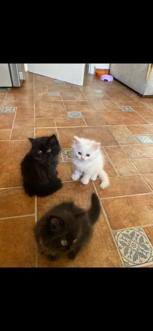 4 chatons persans très propres 