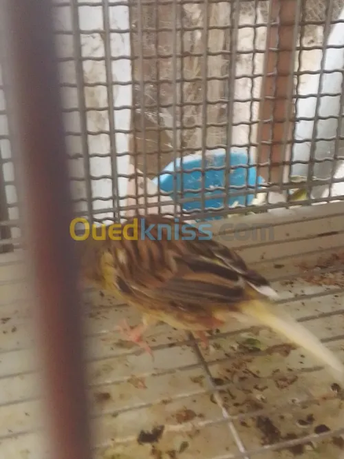 Couple canari