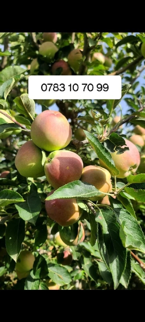 Vente Terrain Agricole Khenchela Tamza