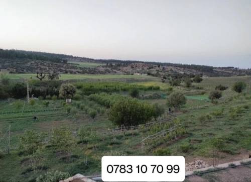 Vente Terrain Agricole Khenchela Tamza